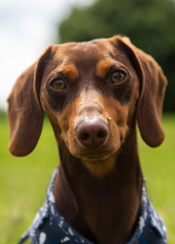Daschund Dog Card