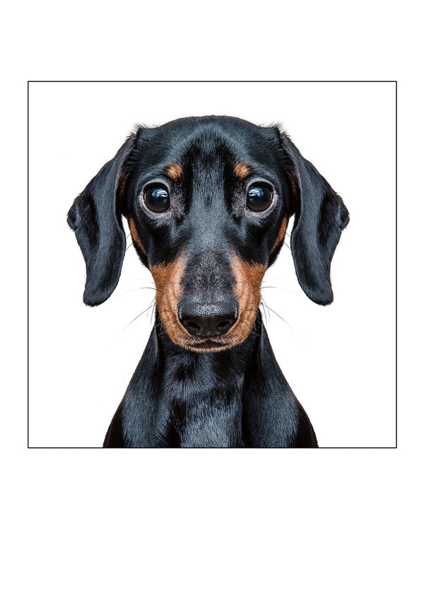 Mini Dachshund Card